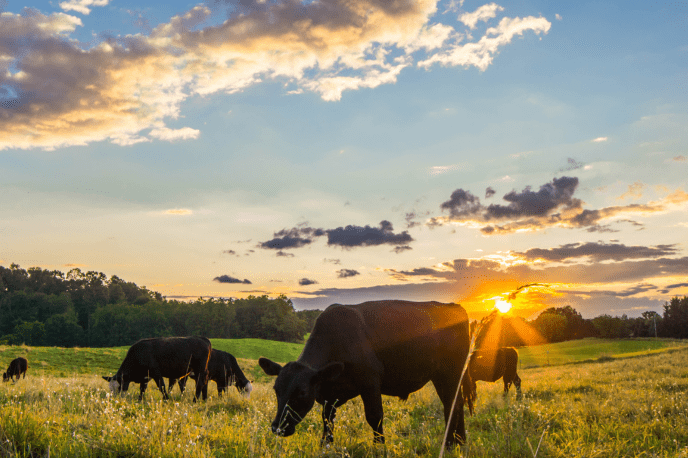 animal_injury_claim_cow