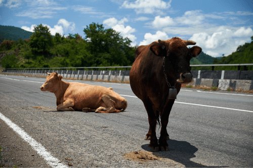 injuried_because_accident_with_animal